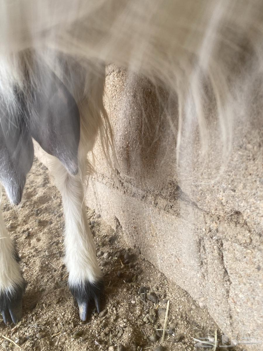 للبيع عنز القحة شرط رابية مع غنم64575822278147111