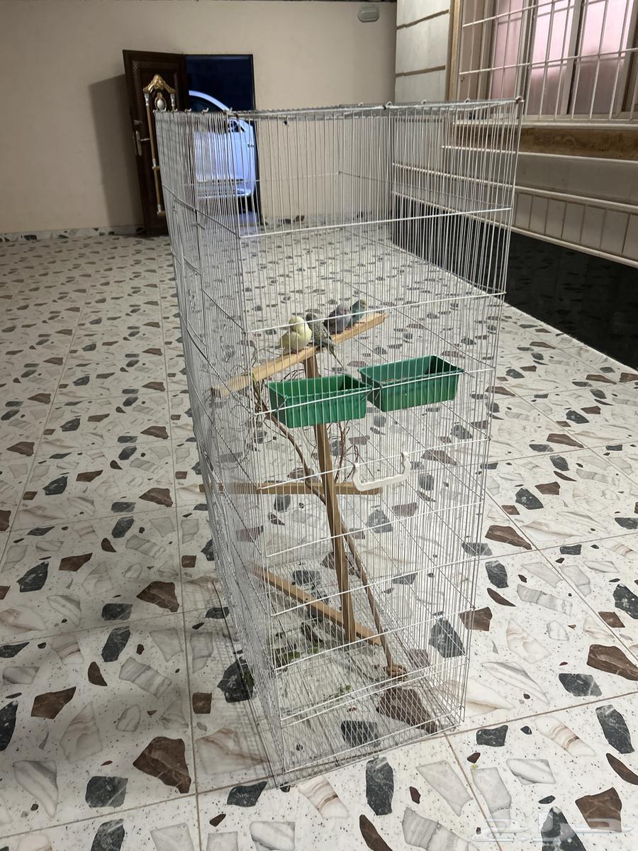 طيور بادجي64578633164417112