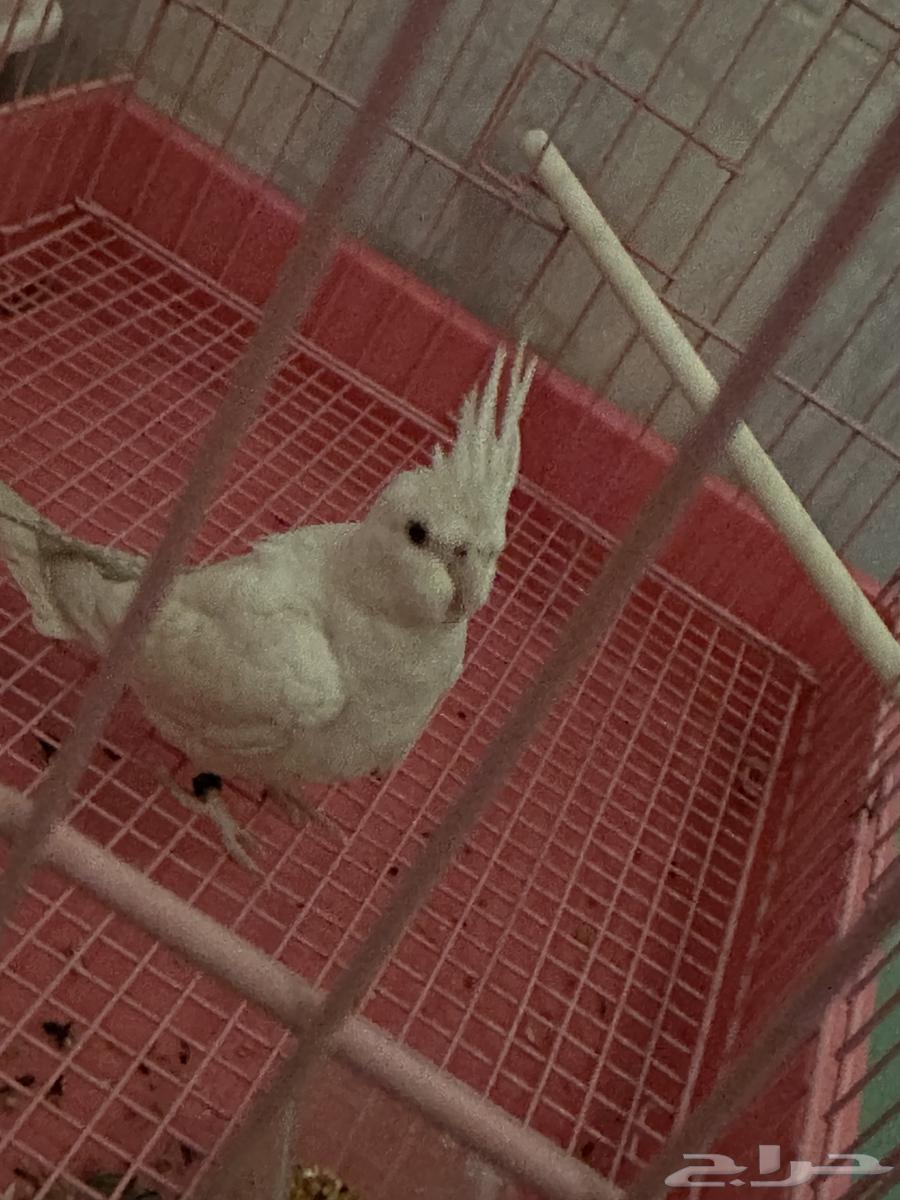 Pineo parrot, tame64578605691777110