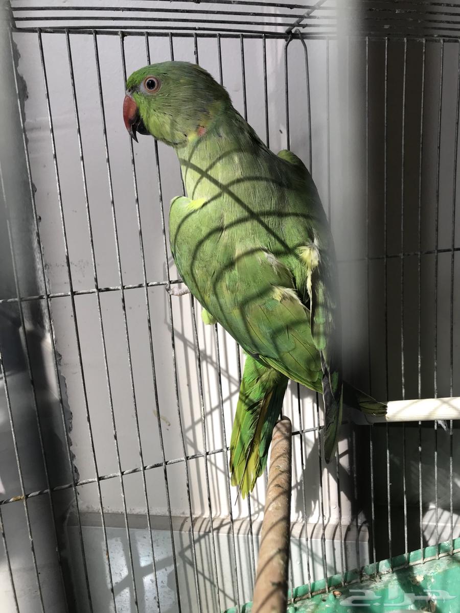 Zikr Dira (Sold)64573305526274112