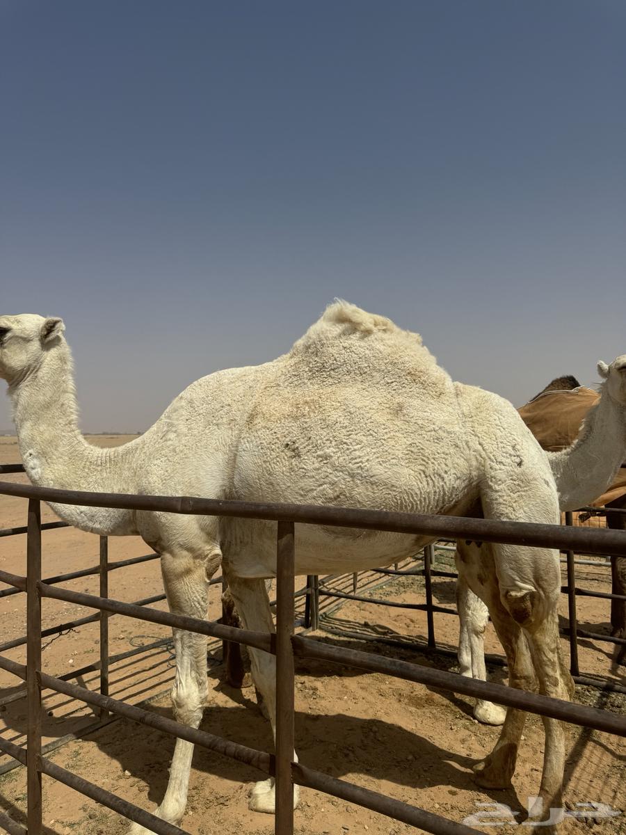 للبيع ضرايب طيبات64574005849858112