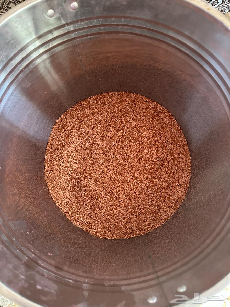 بذور بارسيم64578647230081112