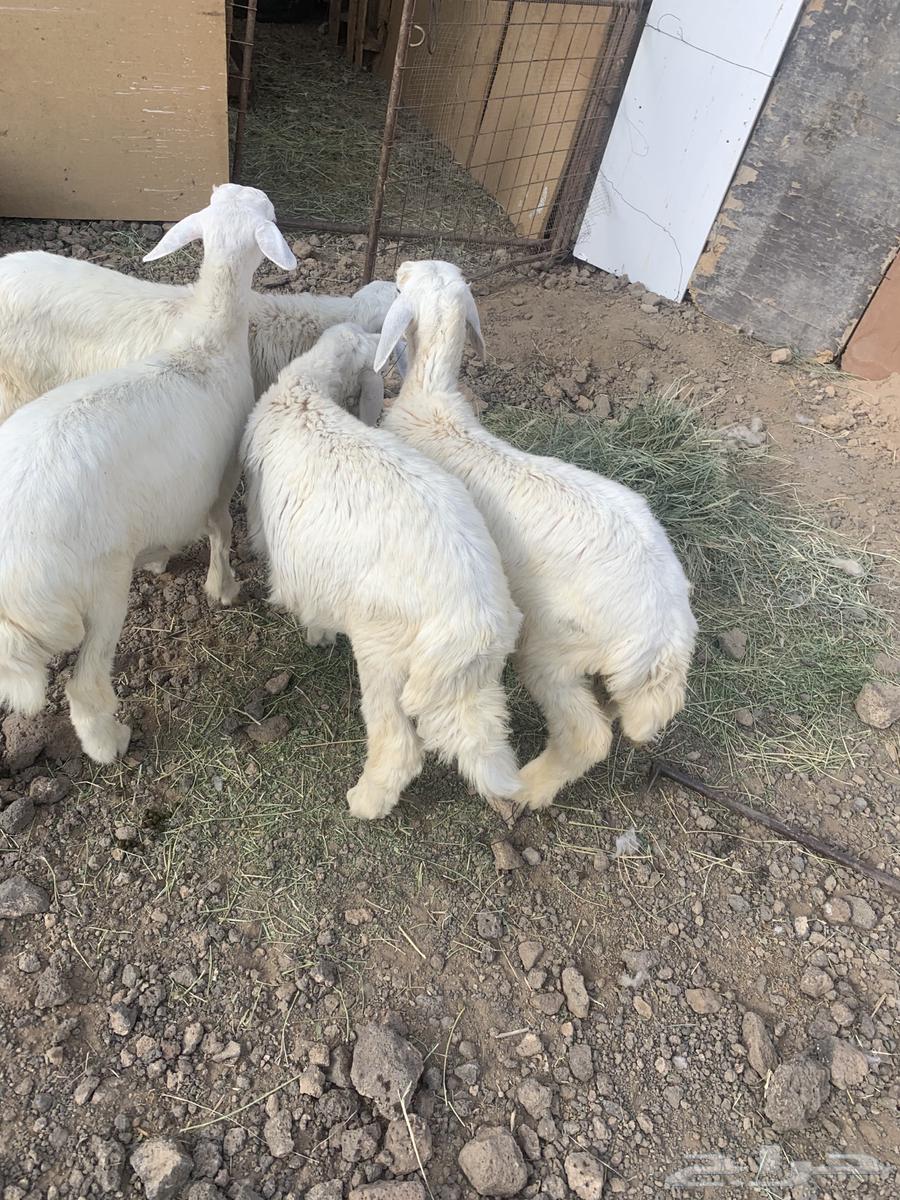 طليان64574397331585110