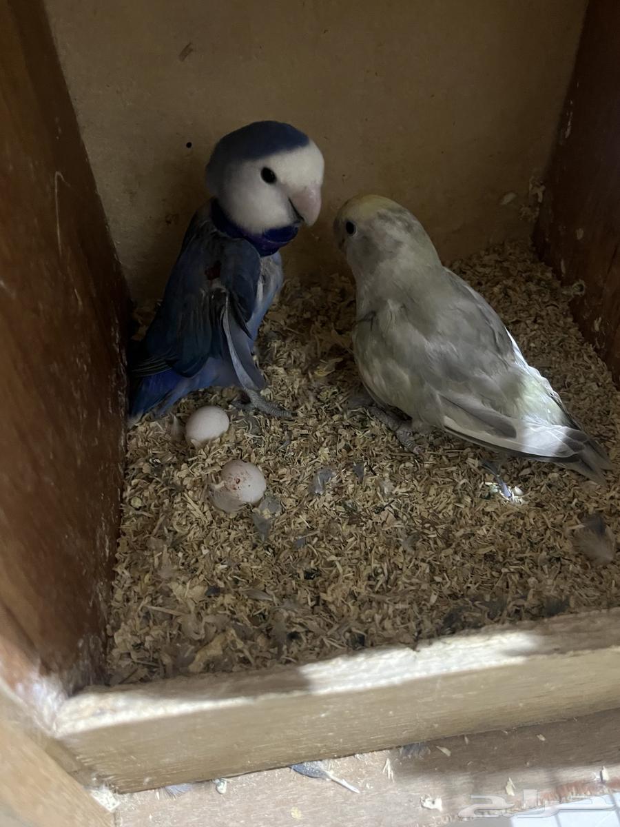 زوج روز منتج وأليف64579156862081110