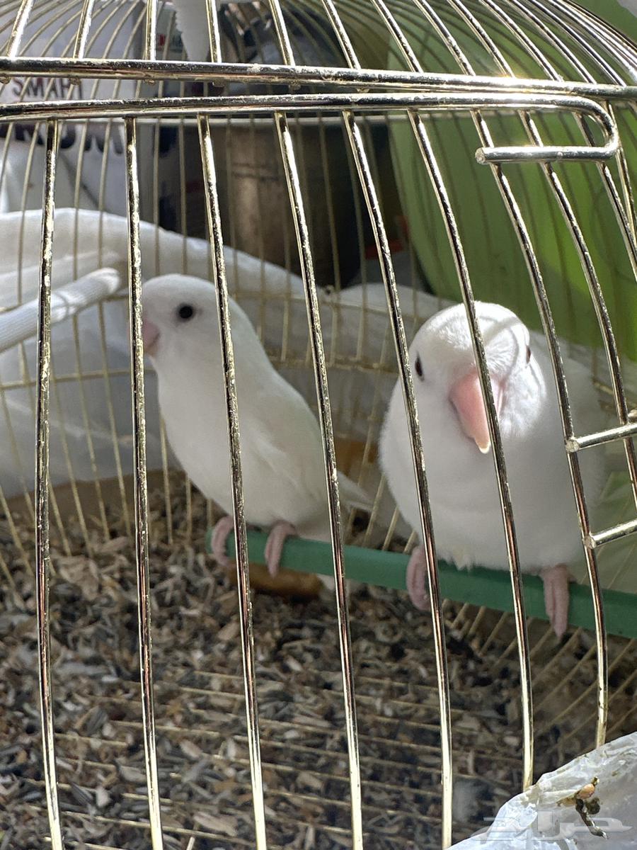 للبيع روز البينو64573404300162110