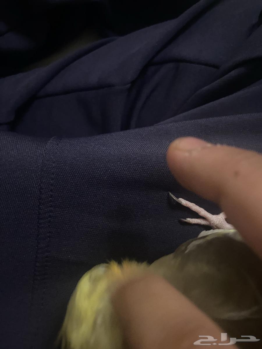 ببغاء كروان كوكتيل للبيع64579567726211113