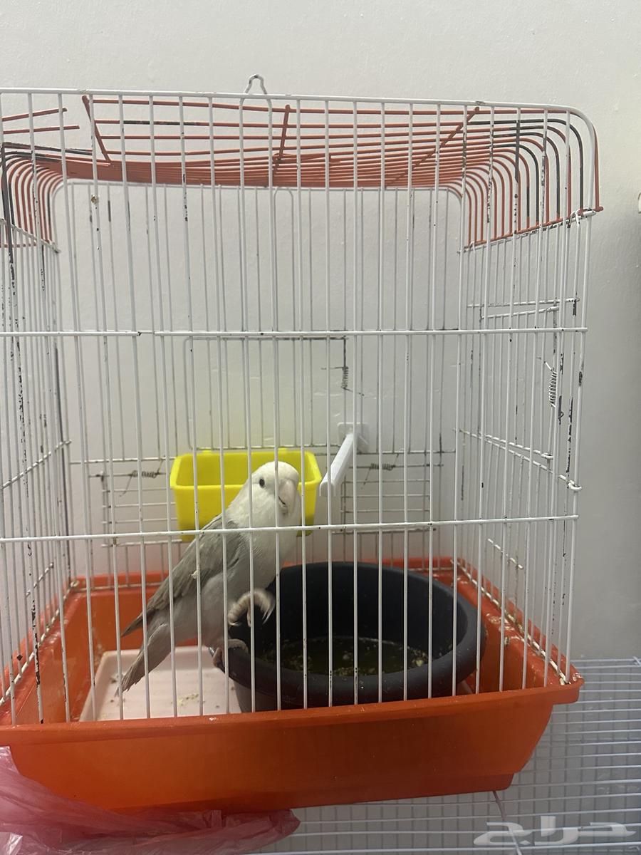 اثنين كروان وواحد روز64577501535105110