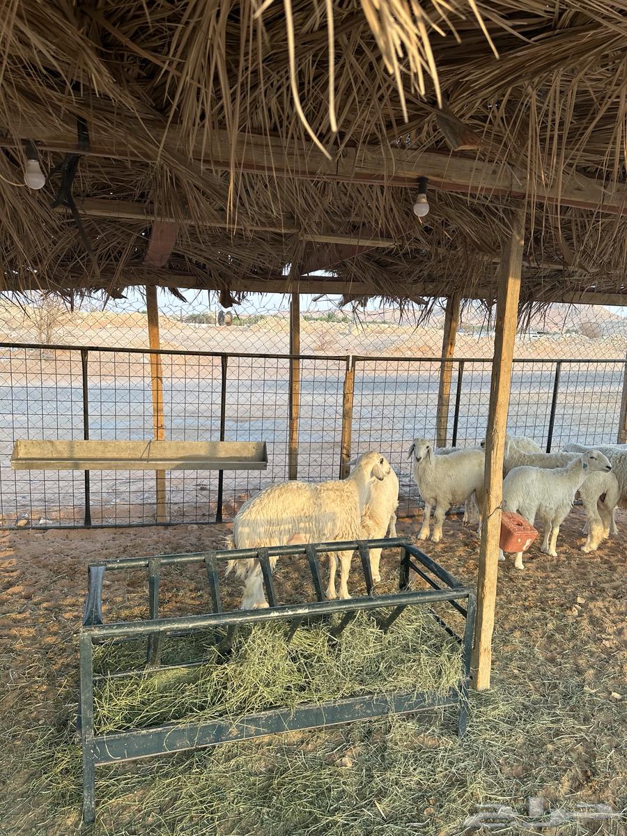 طليان حريات للبيع - يتوفر لدينا خدمة التقسيط -64577121212162113