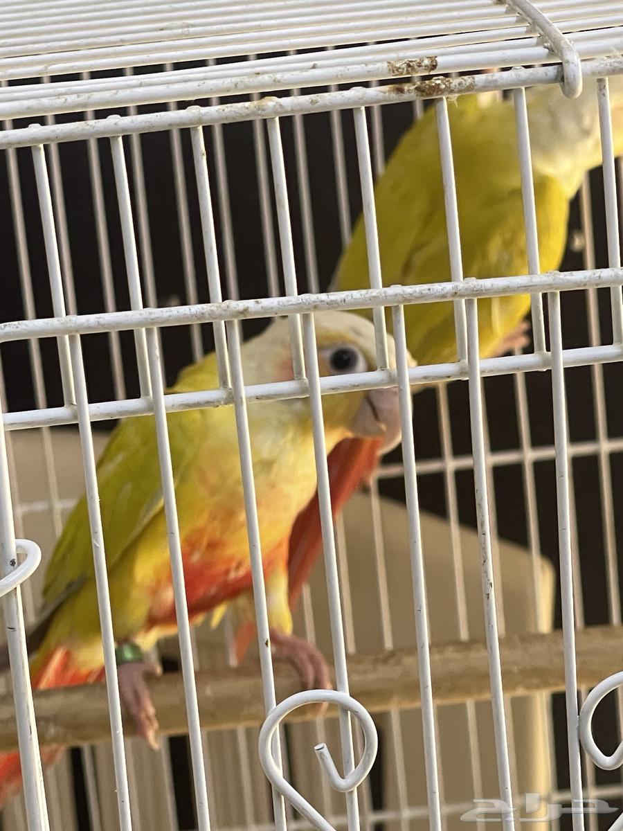 جوز كنيور صن شك64573992001921113