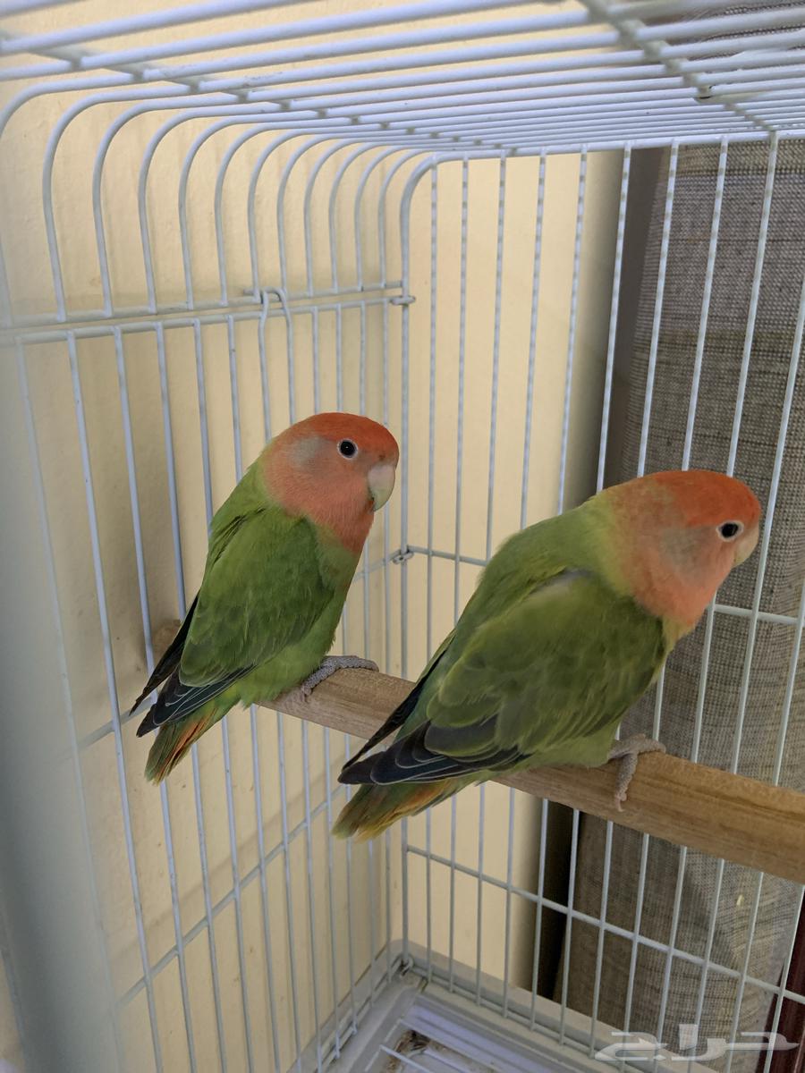 روز للبيع عروض يوم الوطني64578479802243111