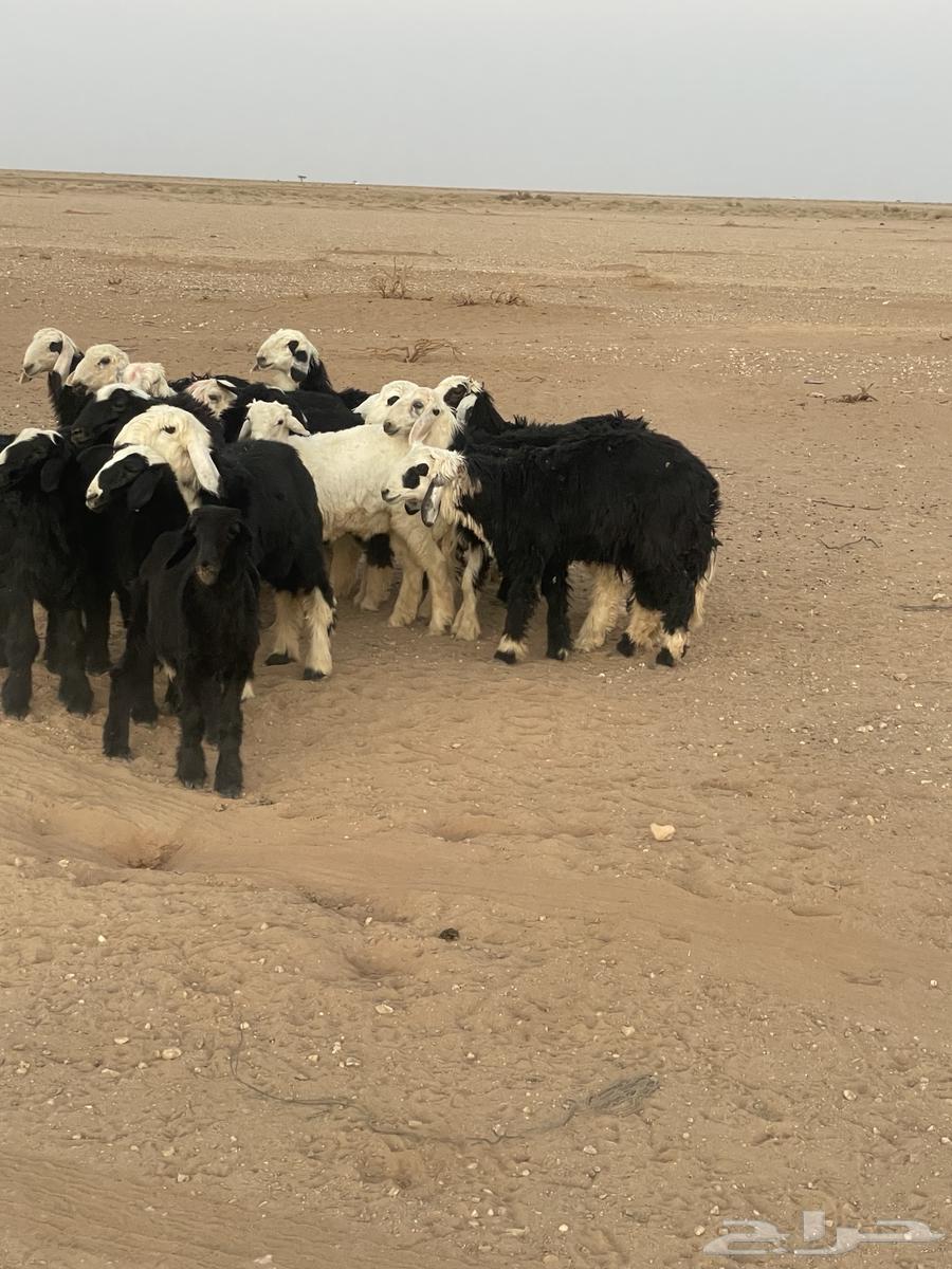 خرفان ورخال64573601519745111