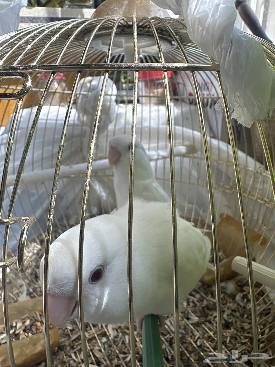 للبيع روز البينو64573404300162111