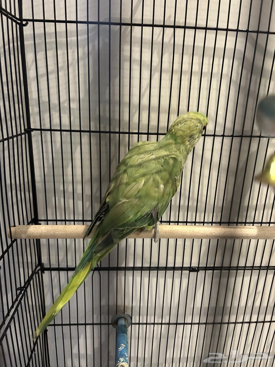 بغبغاء درة ذكر64575601385217110