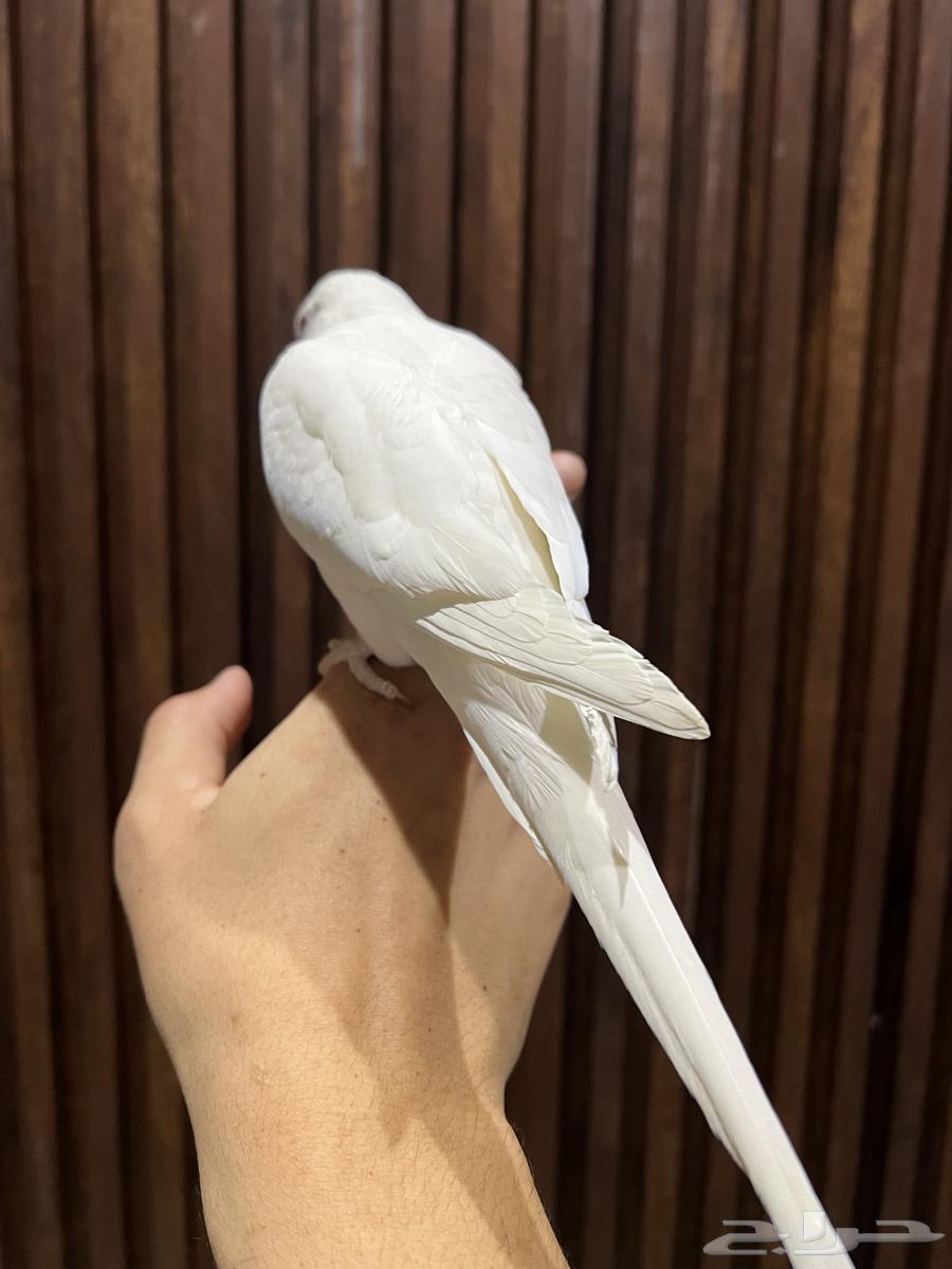 كويكر ( تم البيع )64576002424065114