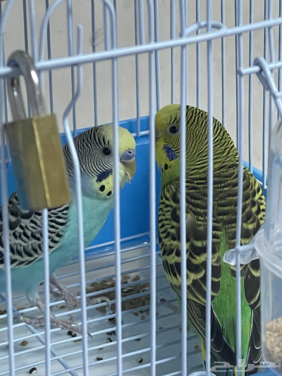 طيور بادجي64577740952195112