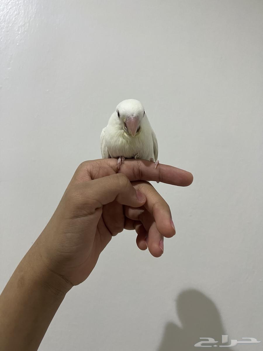 طير روز البينو64578827697793112