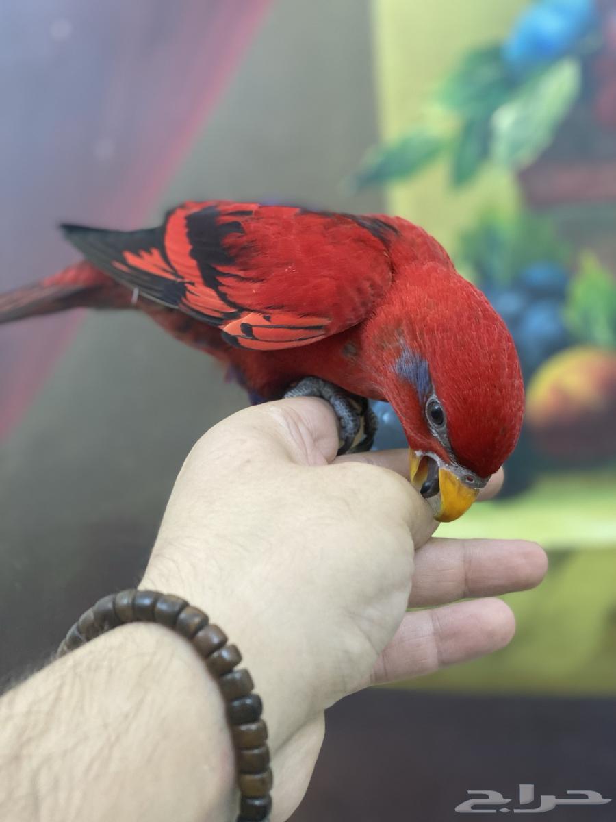 تم البيع فرخ ريدلوري64579074327426112