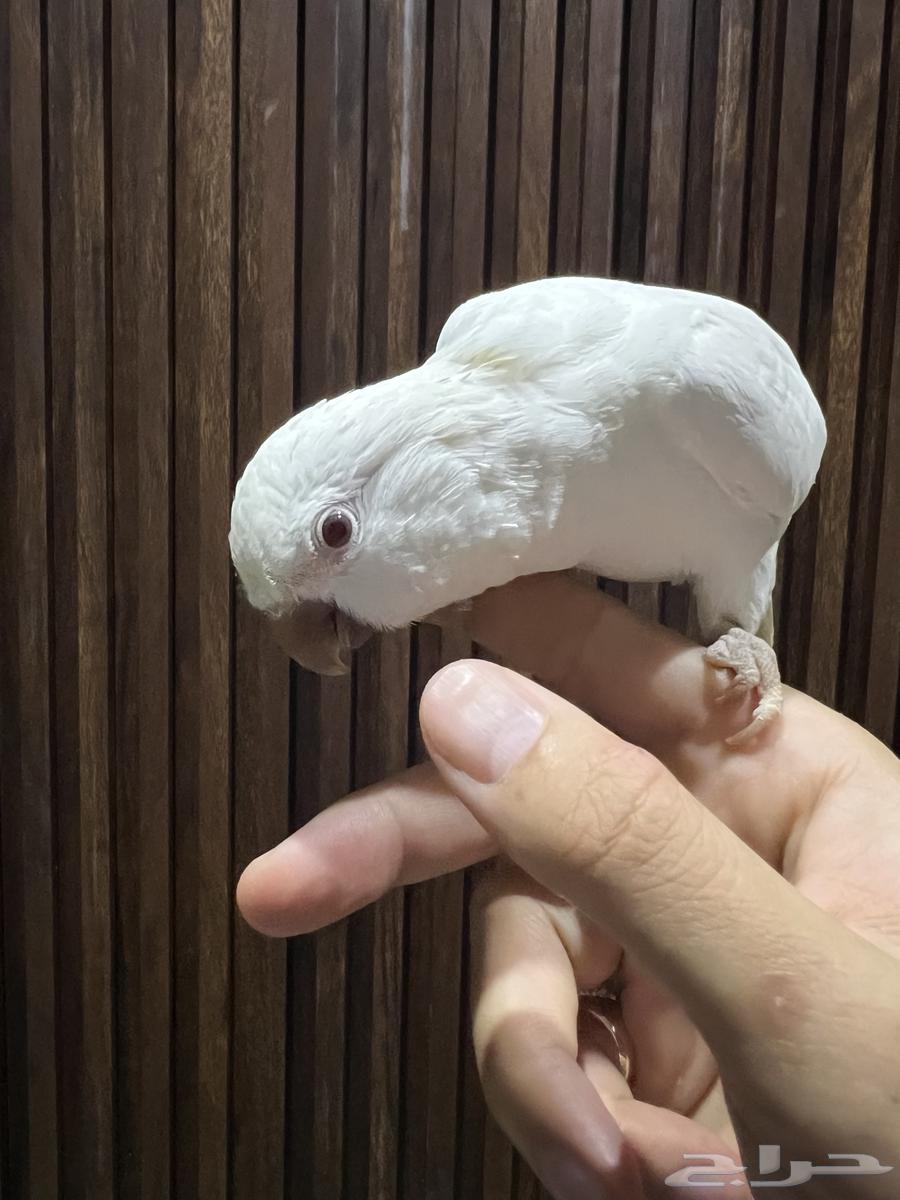 كويكر ( تم البيع )64576002424065113