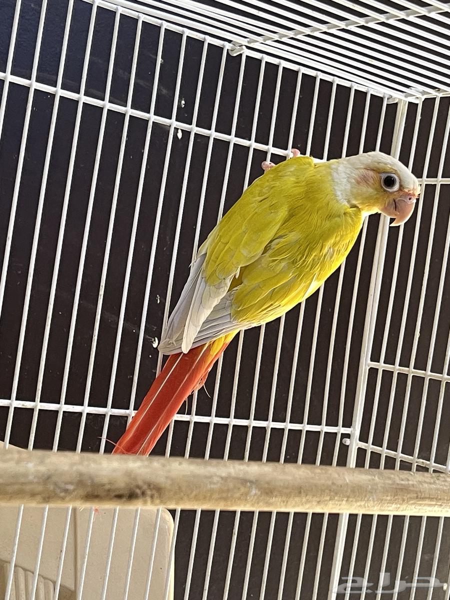 جوز كنيور صن شك64573992001921112