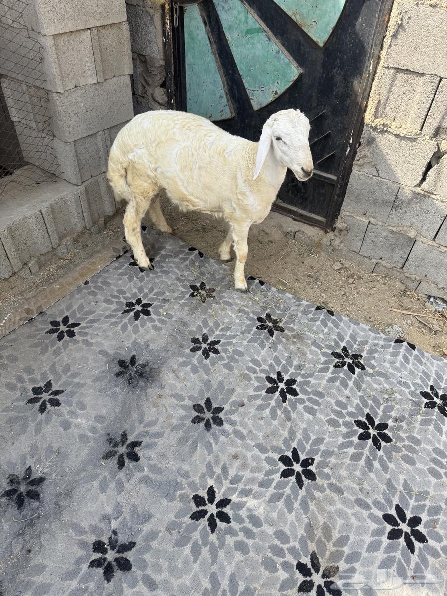 طلي حري تم البيع64573390213122113