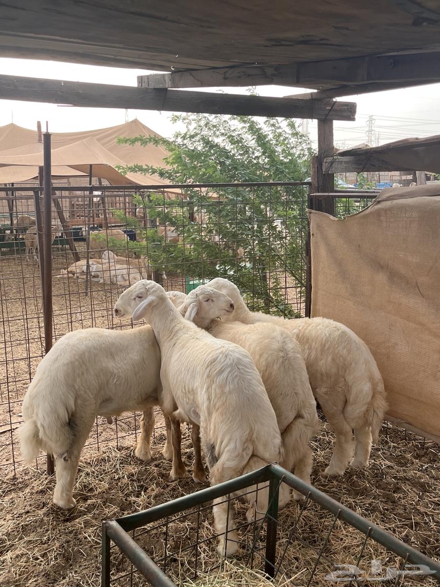 طليان حري64577838598913111