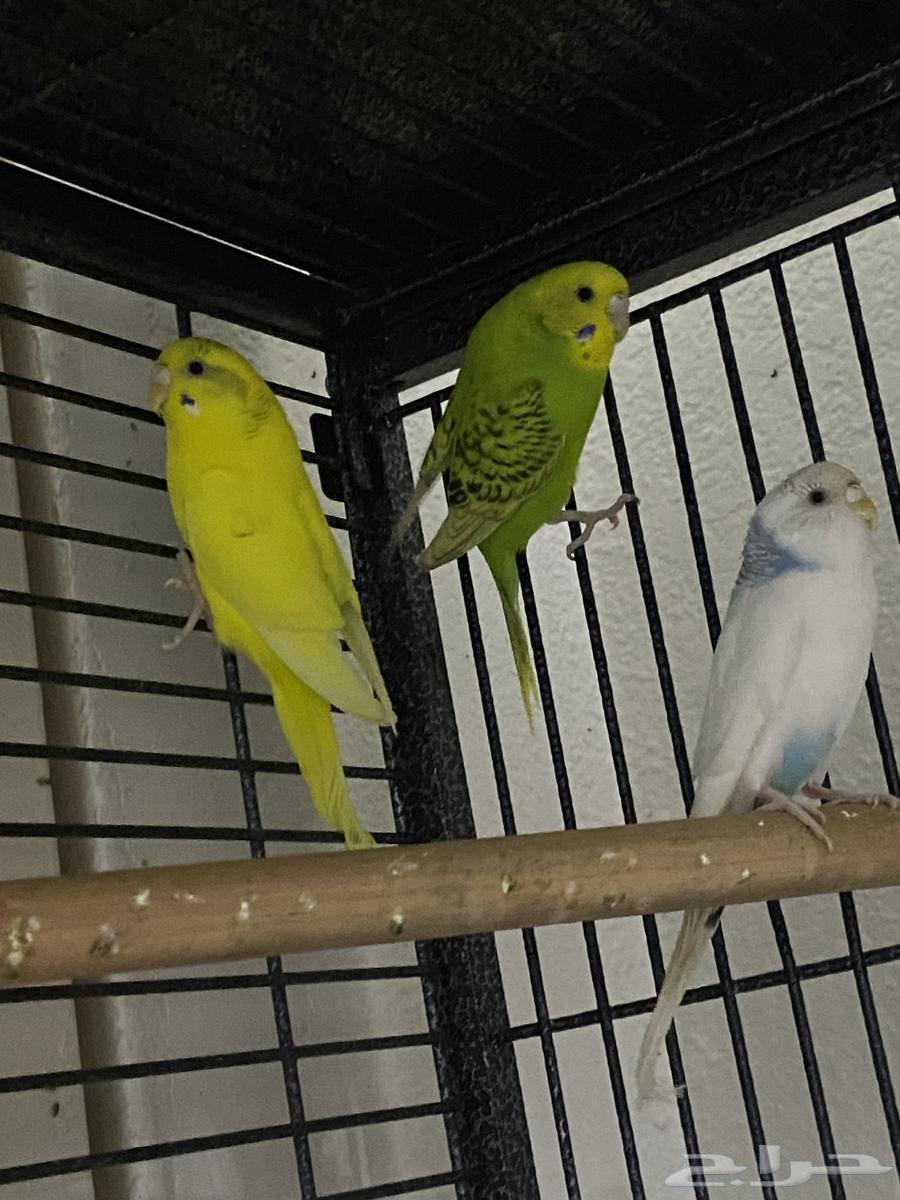 ثلاث طيور بادجي64572215335171113