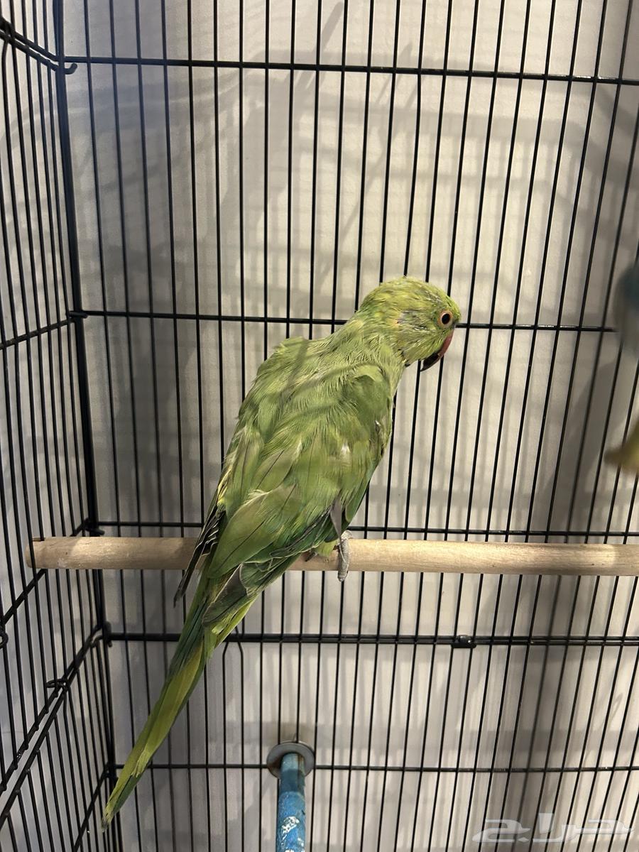 بغبغاء درة ذكر64575601385217111