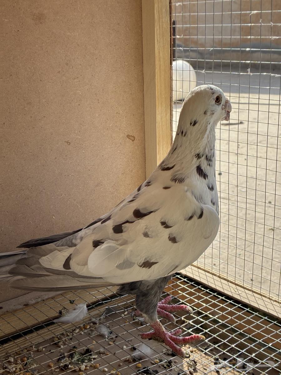 حمام هومر(حبه وحده64573249382402110