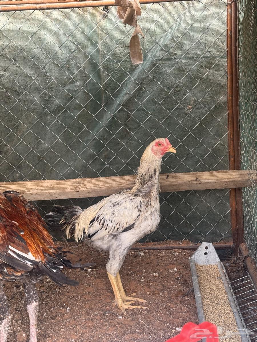 ديكه باكستانيه64573263350531114