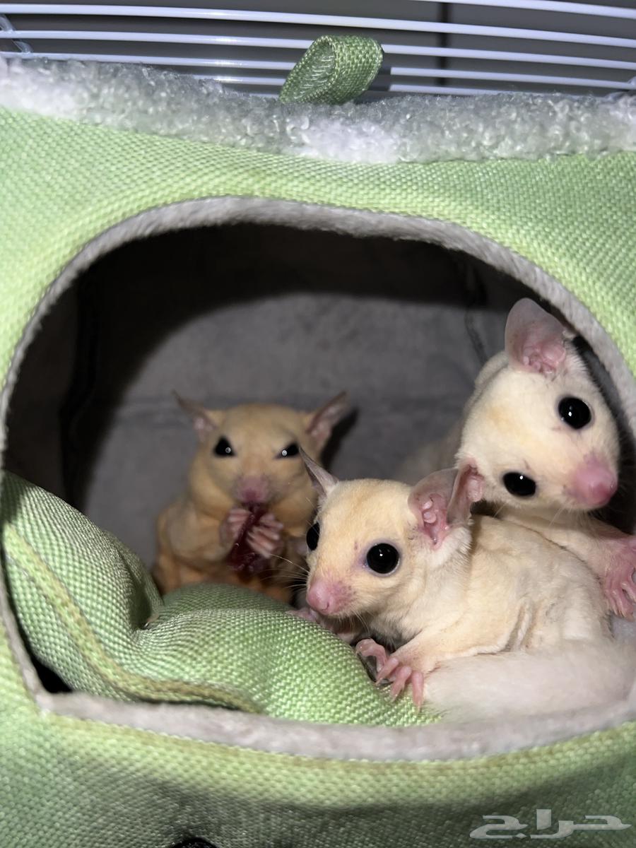 زوج شوقر قلايدر منتج مع فرخين لوسيست64574565413763111