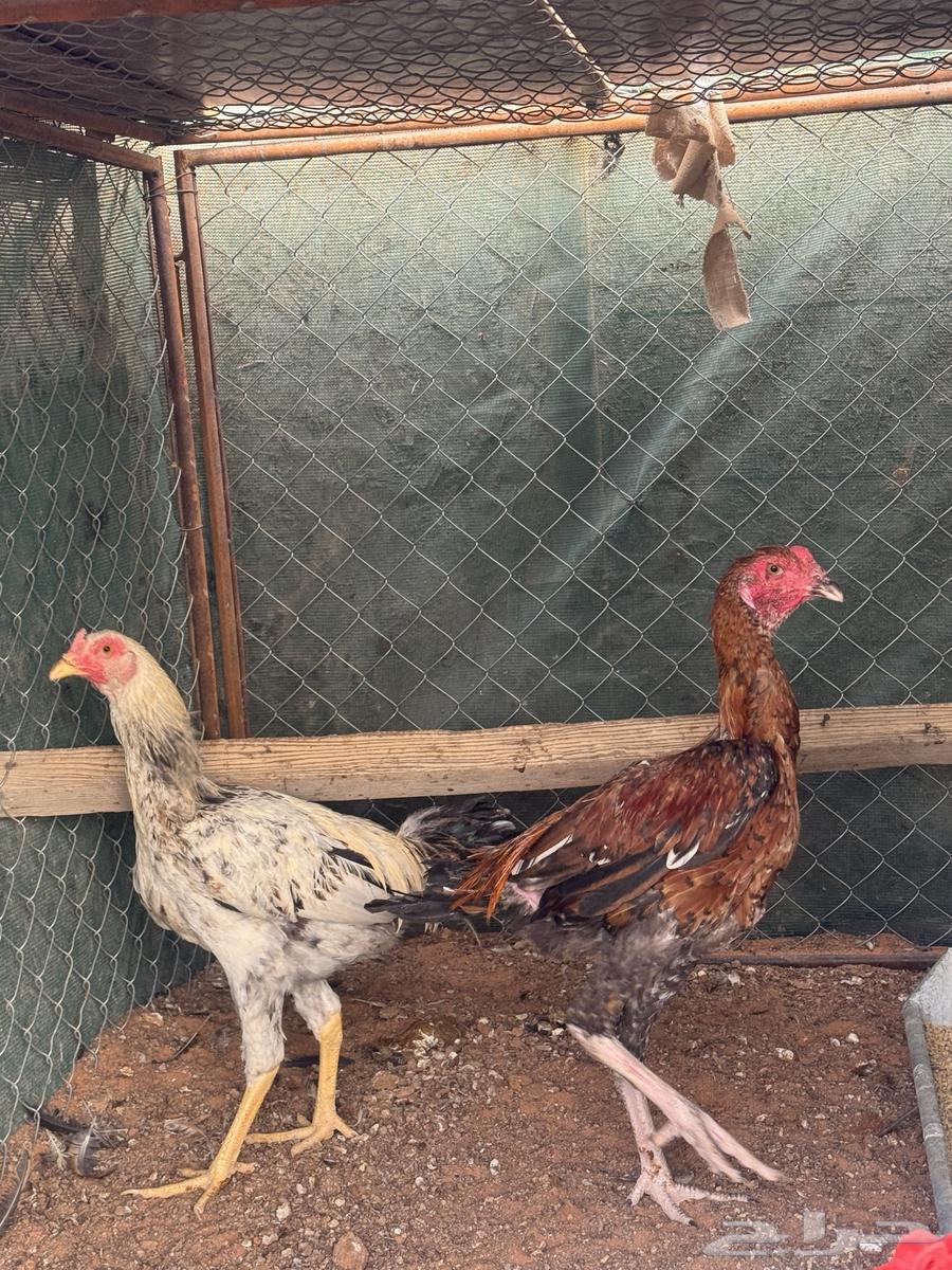 ديكه باكستانيه64573263350531113