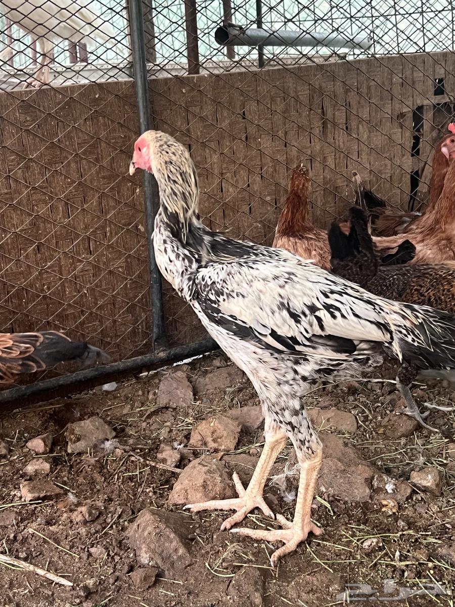 دجاجه وديك شامو64577950582915113