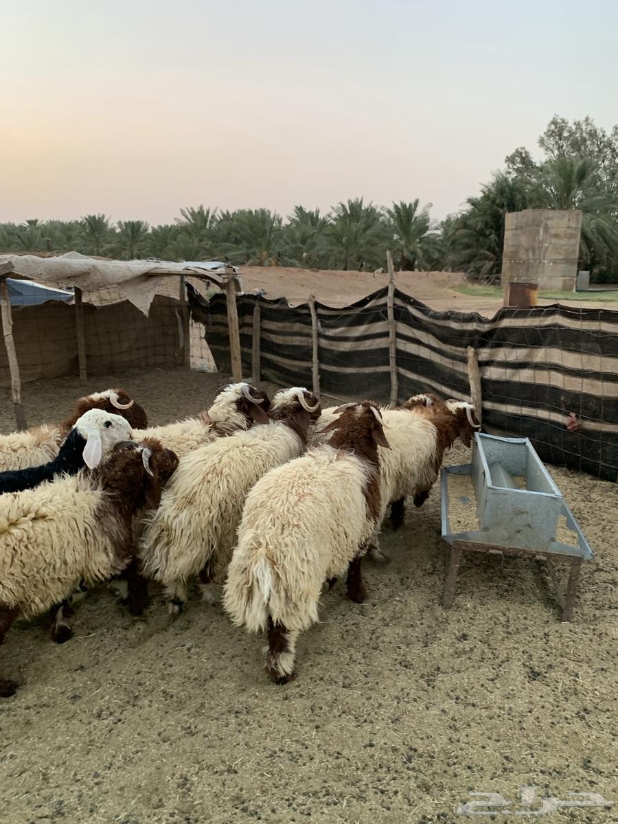 خرفان نعيم فاخرة للبيع64577908196866111