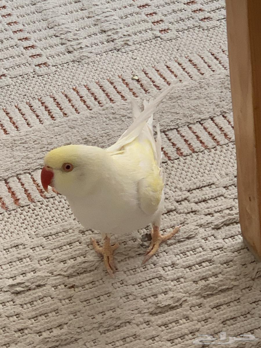 طير ببغاء نادر64576896630275110