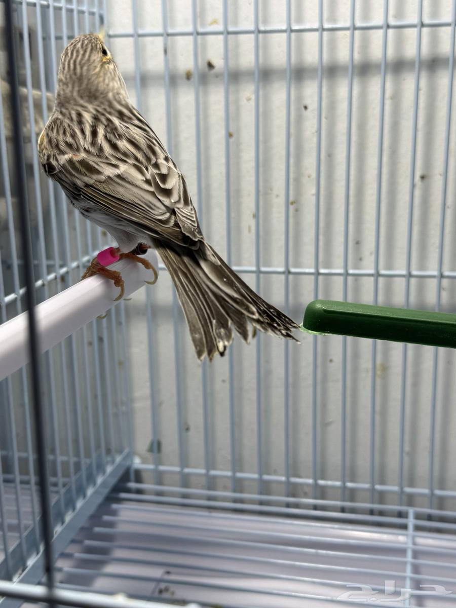 كناري اناثي للبيع64575698362881110