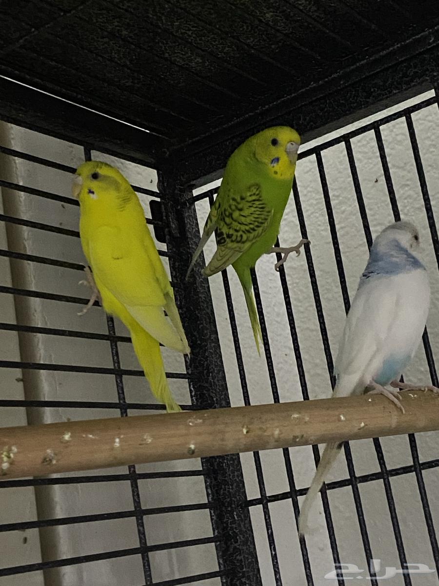 ثلاث طيور بادجي64572215335171114