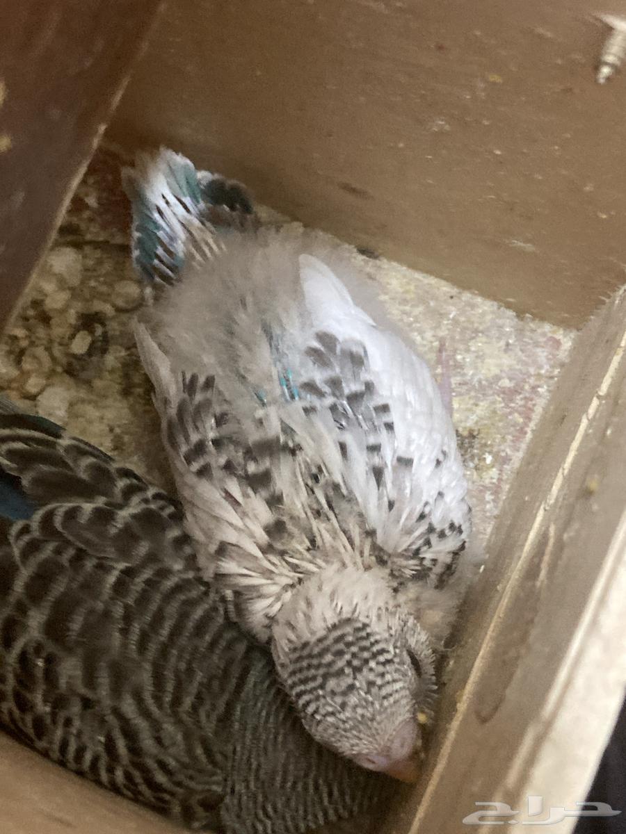 فروخ بادجي للبيع64572721034242113