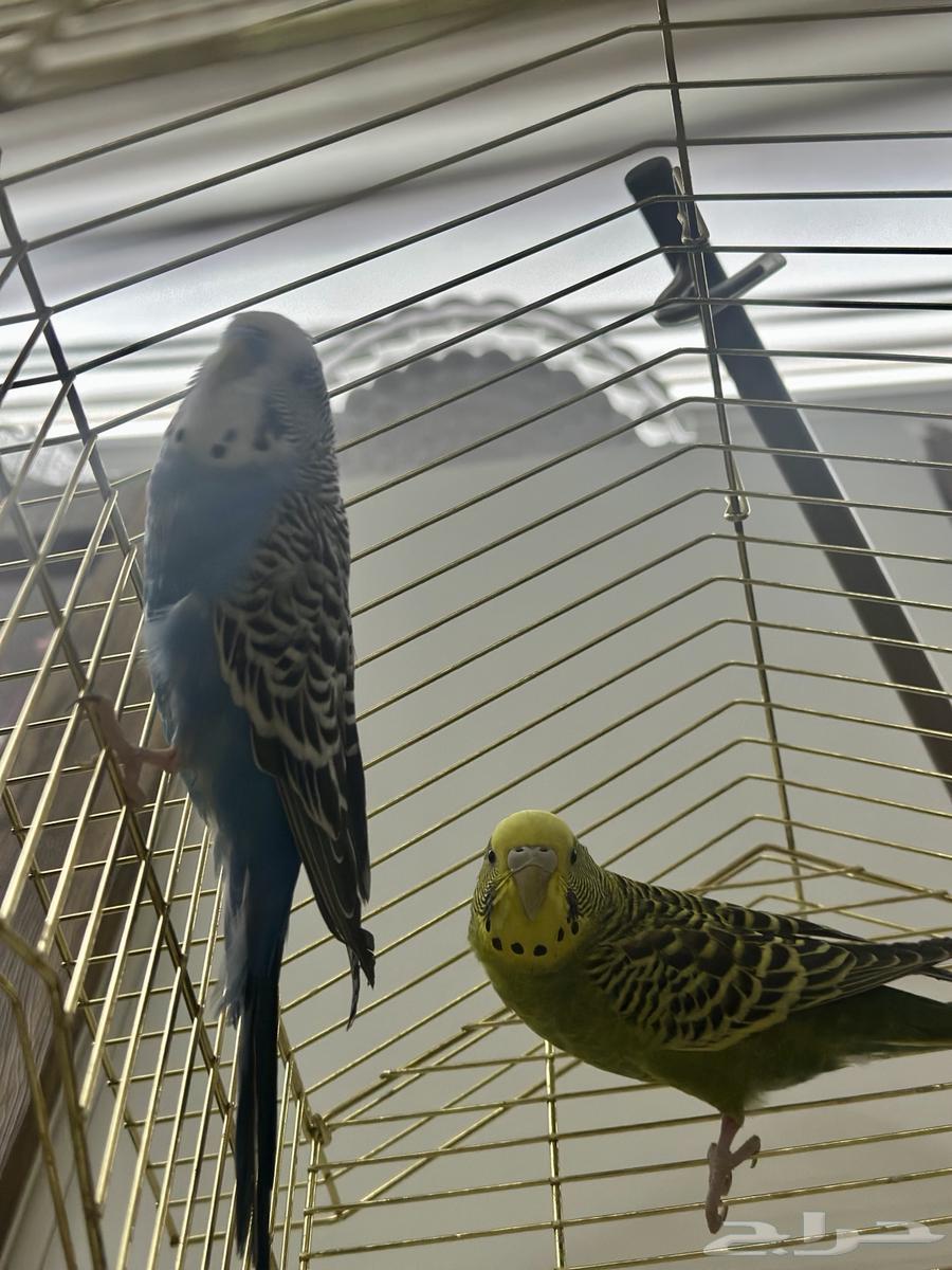 طيور بادجي64575475881603114