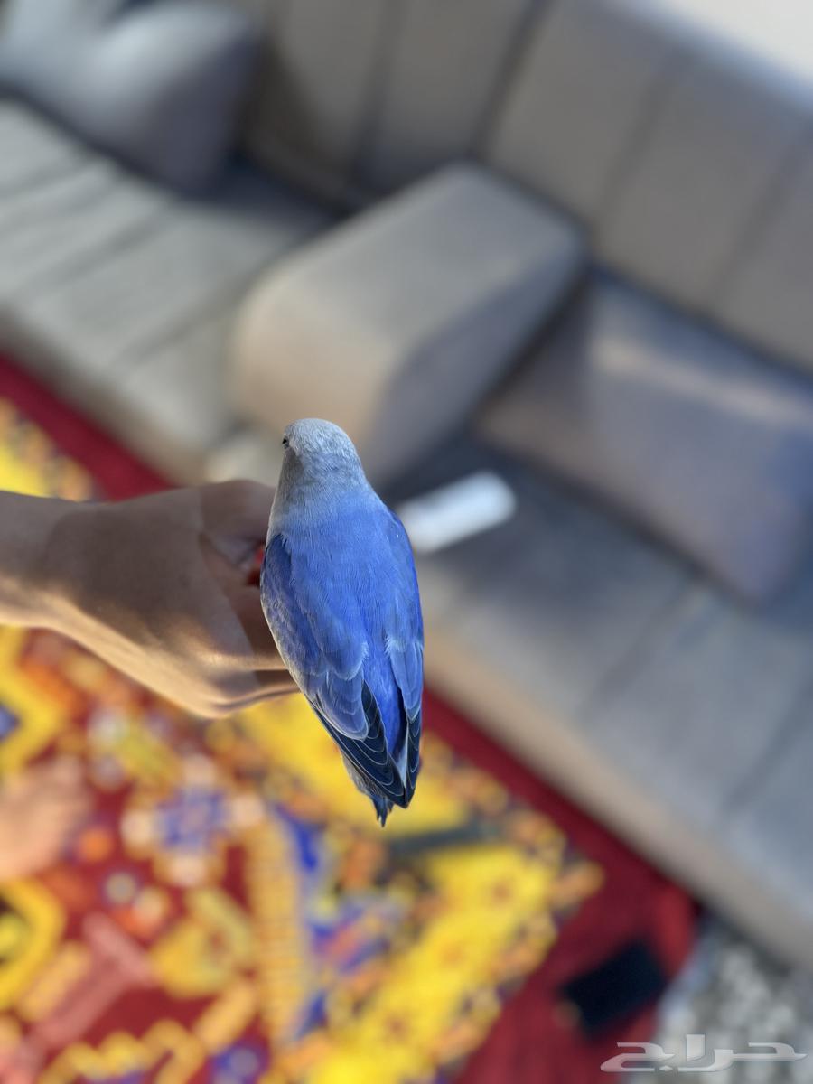 روز هدد داخلي64576353562754112