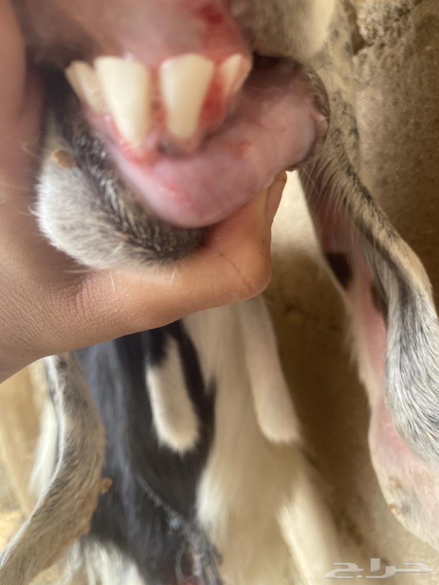 للبيع عنز القحة شرط رابية مع غنم64575822278147112