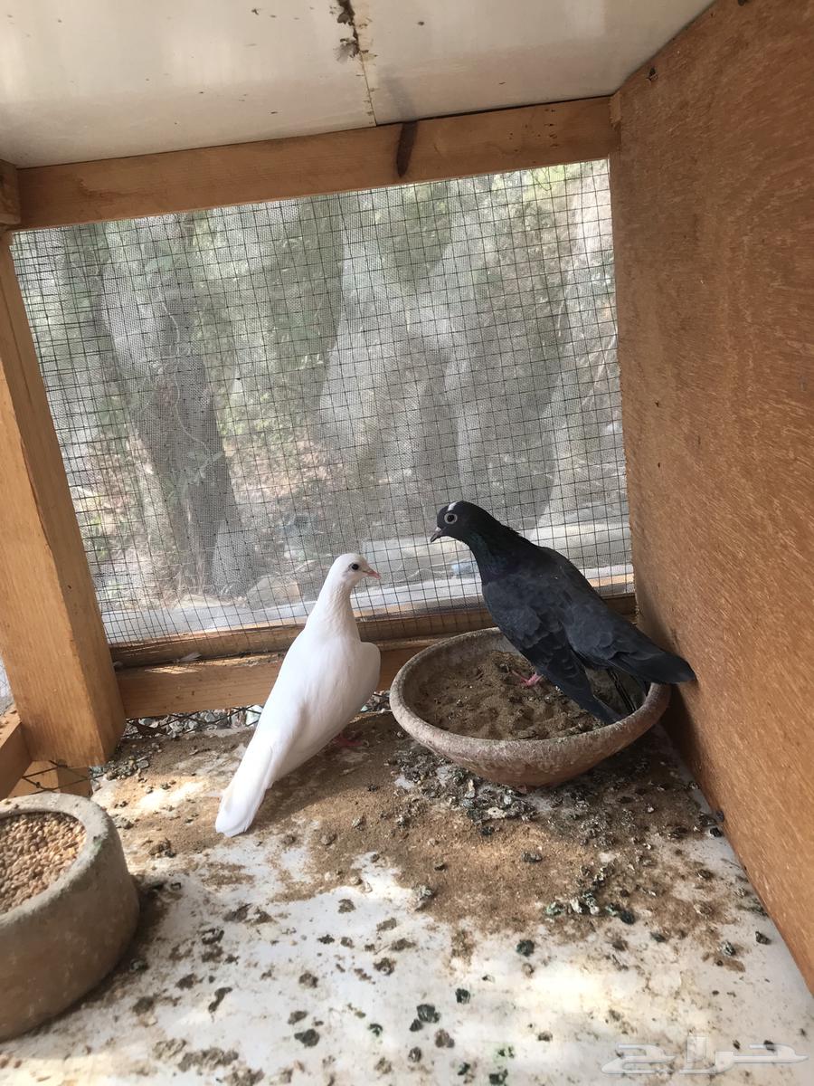 صنعاني أبو عبدالعزيز حجم صغير وصوت يحبه قلبك64573404379650111