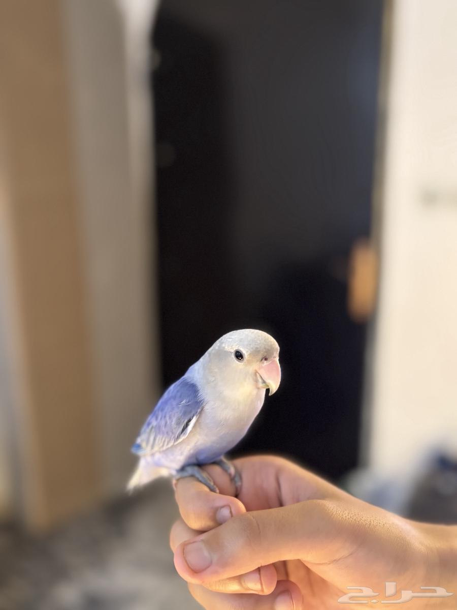 روز هدد داخلي64576353562754110