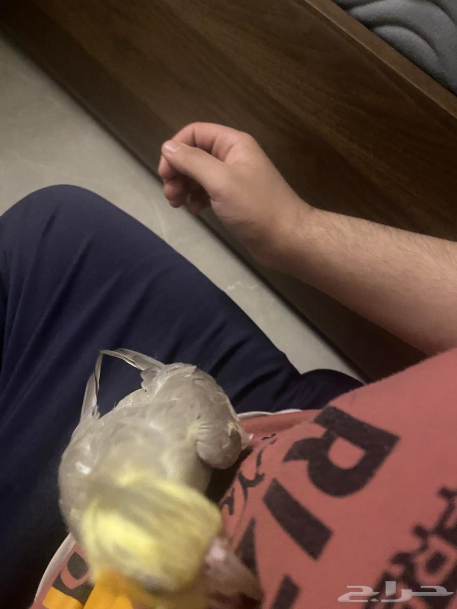 ببغاء كروان كوكتيل للبيع64579567726211112