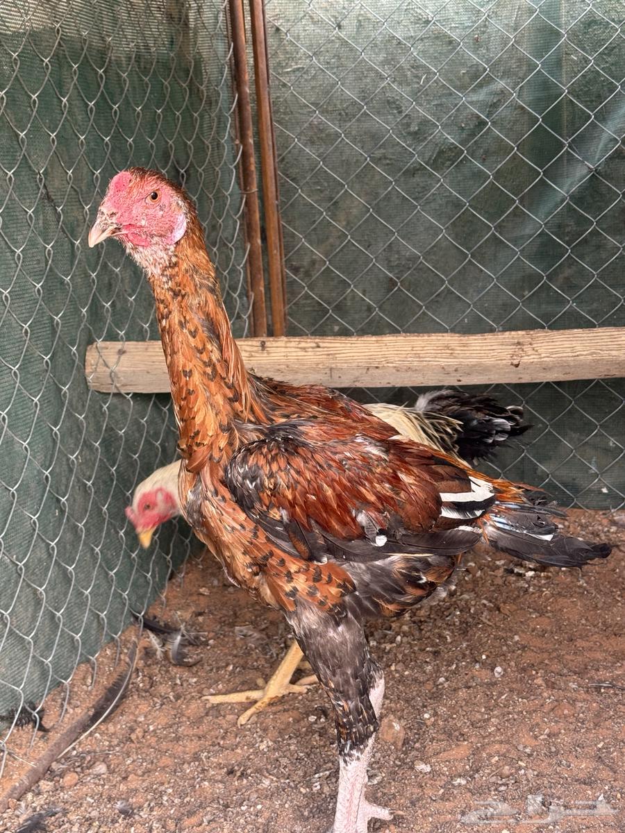 ديكه باكستانيه64573263350531110