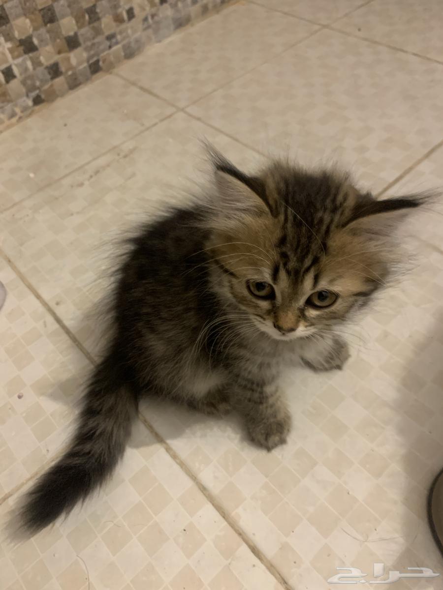 Little kittens with their mother64572607606145110