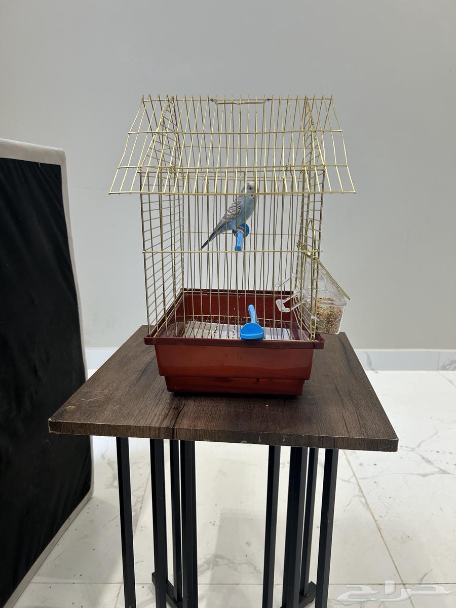 طير بادجي للبيع64574369731075113