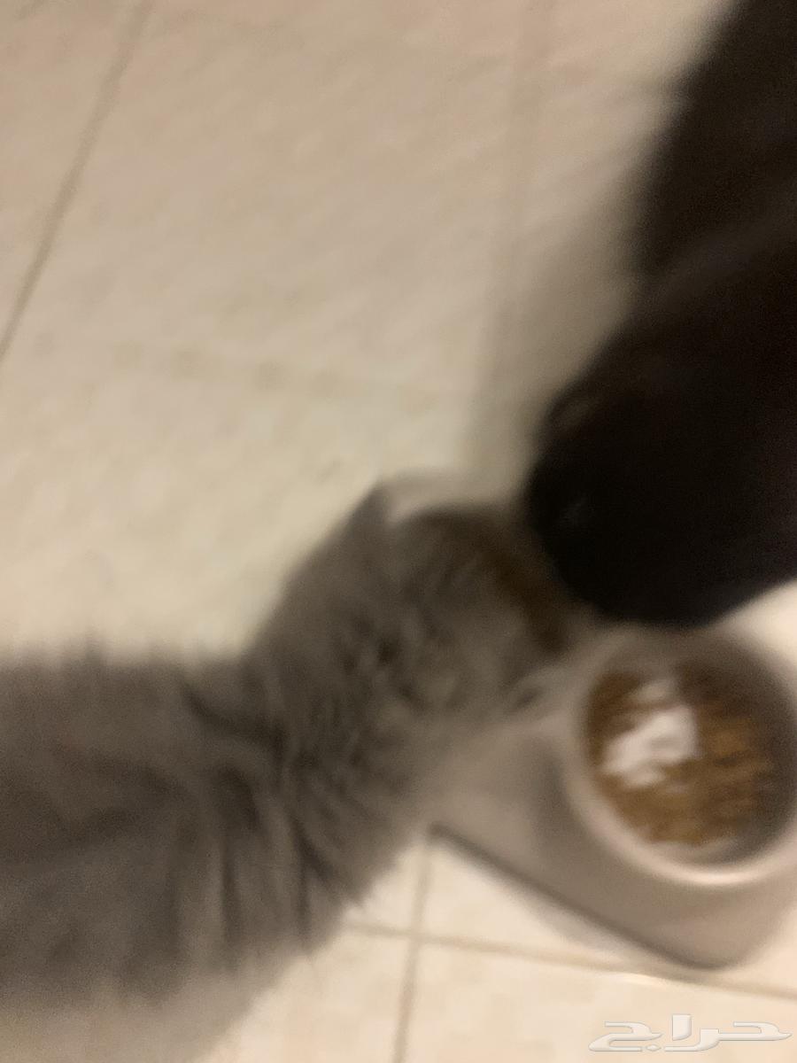 Little kittens with their mother64572607606145114