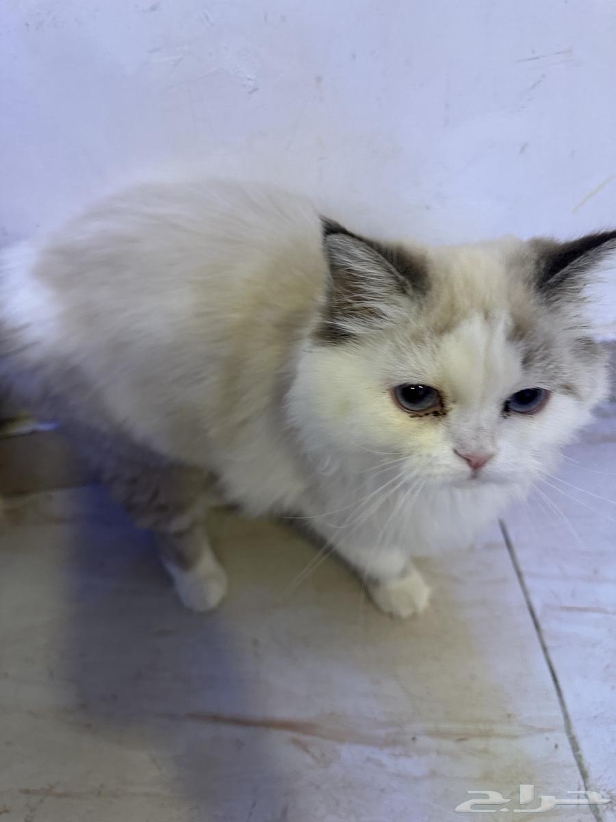 بسه عمرها 5 شهور نضيفه ومع كل أغراضها64580880805379112