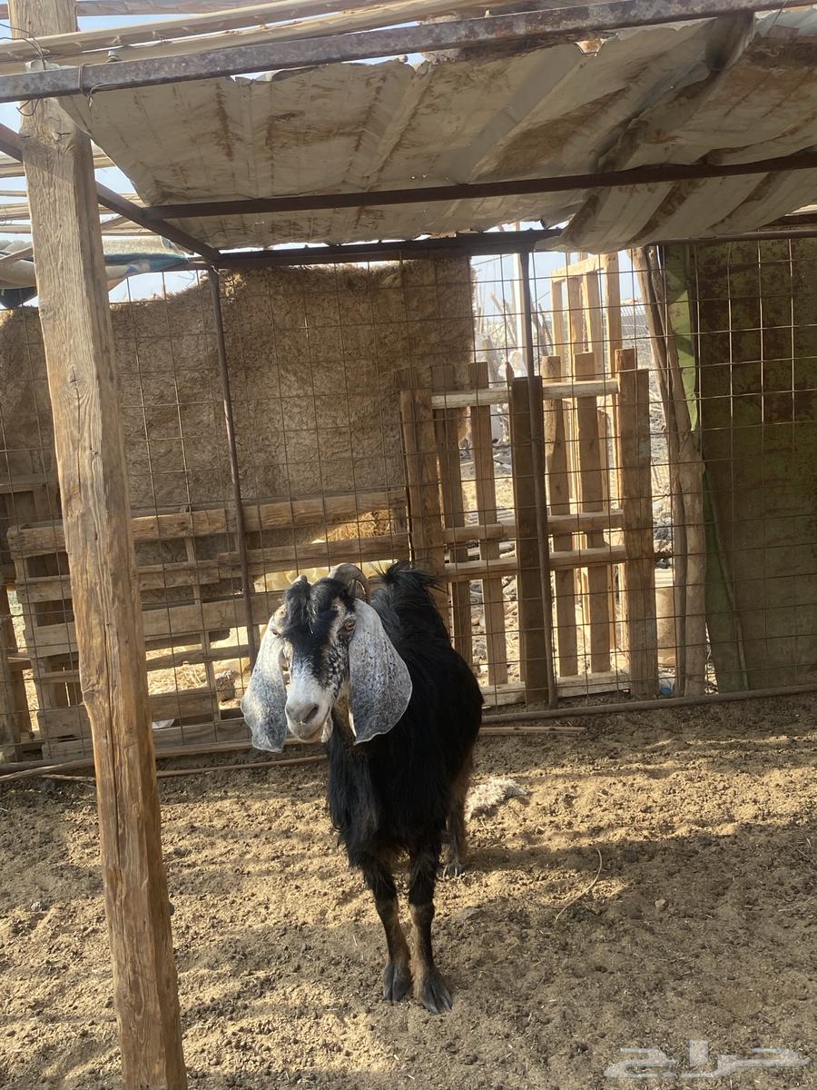 معزا للبيع64576101352706112