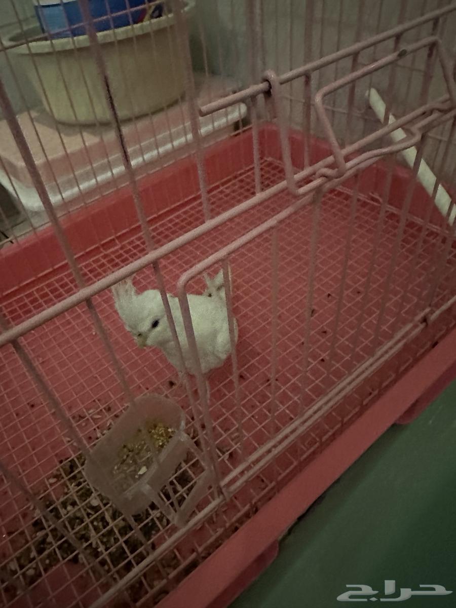 Pineo parrot, tame64578605691777111